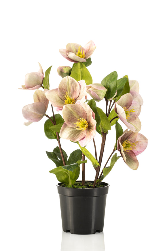 Helleborus künstlich - 1 Topf - Grün/ violett