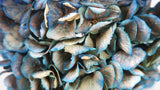 Dried hydrangea - 1 head - Blue