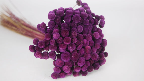 Botao - 1 Bund - Pflaume