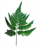 Columbian fern preserved - 10 stems - Green
