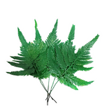 Columbian fern preserved - 10 stems - Green