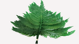 Columbian fern preserved - 10 stems - Green