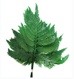 Columbian fern preserved - 10 stems - Green