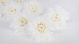 Chrysanthemum small Kotonegiku preserved Earth Matters - 9 heads - White 010