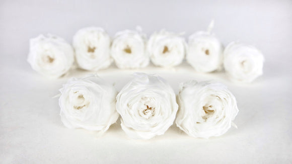 Rose conservate in Cocotte Earth Matters - 9 teste - Bianco 011