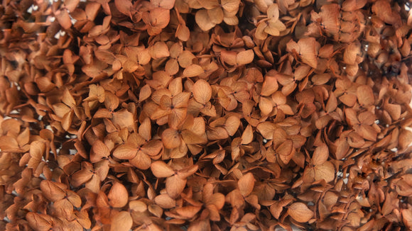 Konservierte Hortensie Anna  - 1 Kopf - Coffee