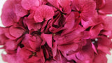 Preserved hydrangea - 1 head - Fuchsia