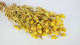 Gomphrena - 1 mazzo - Giallo