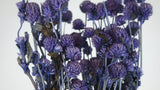 Gomphrena - 1 manojo - morado oscuro