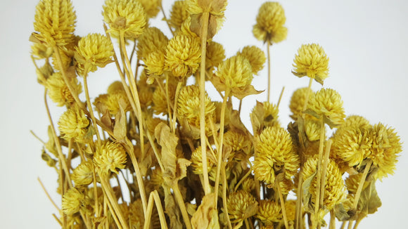 Gomphrena - 1 mazzo - Giallo