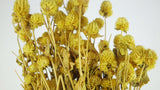 Gomphrena - 1 mazzo - Giallo