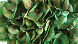 Dried hydrangea - 1 head - Green