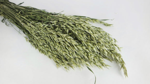 Avena secca - 1 mazzo - colore naturale