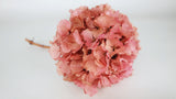 Preserved hydrangea - 1 head - Light pink