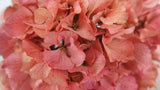 Preserved hydrangea - 1 head - Light pink