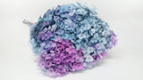 Konservierte Hortensie Anna - 1 Bund - Rainbow purple/blue