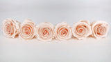 Stabilisierte Rosen Kiara 6 cm - 6 Stück - Cantaloupe