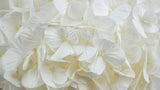 Hortensia stabilisé Plus Kiara - 1 tête - Pure white