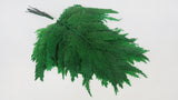 Felce colombiana Conservato Premium - 10 Steli - Verde