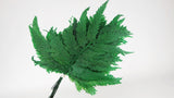 Felce colombiana Conservato Premium - 10 Steli - Verde