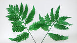 Felce colombiana Conservato Premium - 10 Steli - Verde