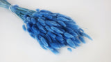 Lagurus getrocknet - 1 Bund - Blau