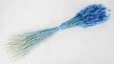 Lagurus getrocknet - 1 Bund - Blau