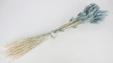 Lagurus seco - 1 manojo - Azul grisáceo