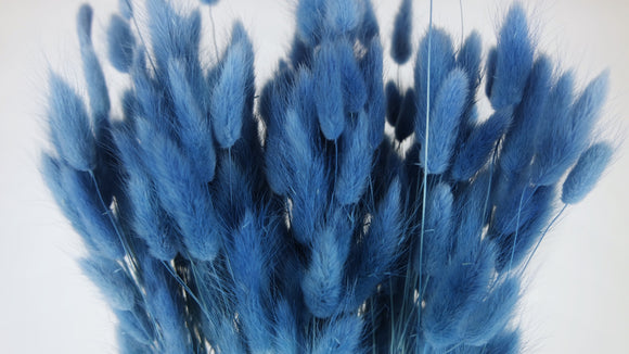 Lagurus essiccati - 1 mazzo - Blu