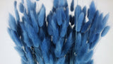 Lagurus getrocknet - 1 Bund - Blau