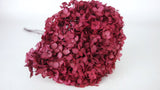 Preserved hydrangea Anna - 1 head - Fuchsia