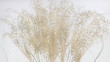 Miscanthus NL - 10 Stängel - Naturfarbe
