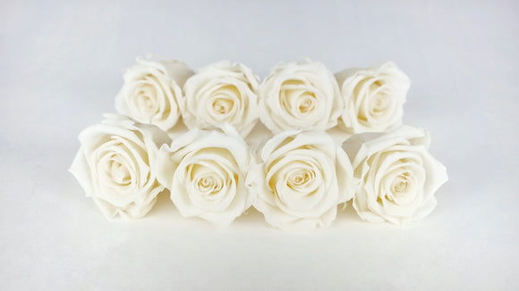 Rose stabilizzate Kiara 5 cm - 8 pezzi - Bianco perla