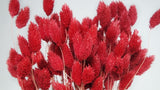 Phalaris getrocknet - 1 Bund - Cranberry