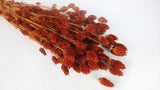 Phalaris essiccata - 1 mazzo - caramello
