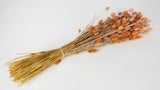 Phalaris essiccata - 1 mazzo - Arancione brina