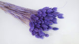 Phalaris getrocknet - 1 Bund - Violett