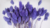 Phalaris getrocknet - 1 Bund - Violett