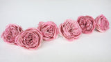 English roses preserved Elena Earth Matters - 6 heads - Opera mauve 190
