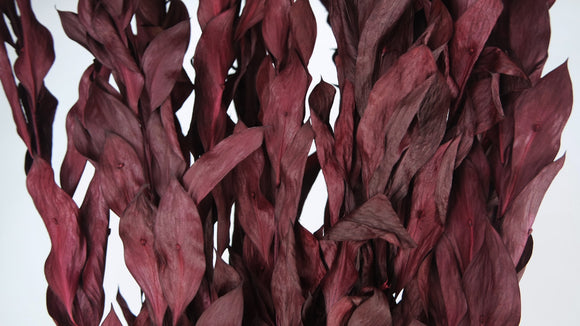 Ruskus Garden conservato - 1 mazzo - Bacche