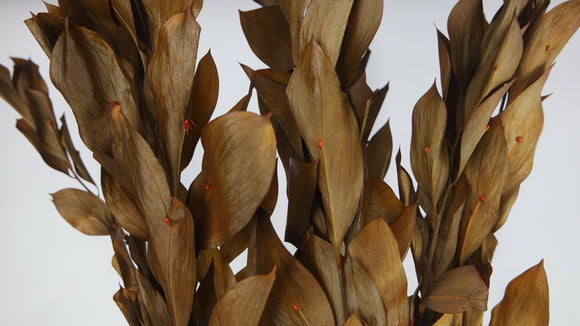 Ruscus Garden conservato - 1 mazzo - marrone