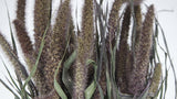 Setaria getrocknet - 1 Bund - Naturfarbe rot