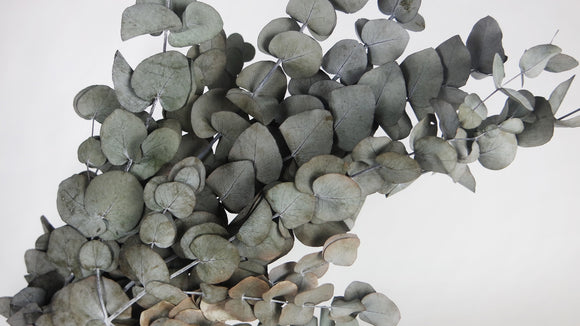 Konservierter Eukalyptus Stuartiana 2. Wahl - 1 Bund - Grün