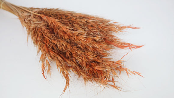 Avena selvatica essiccata - 1 mazzo - Terracotta