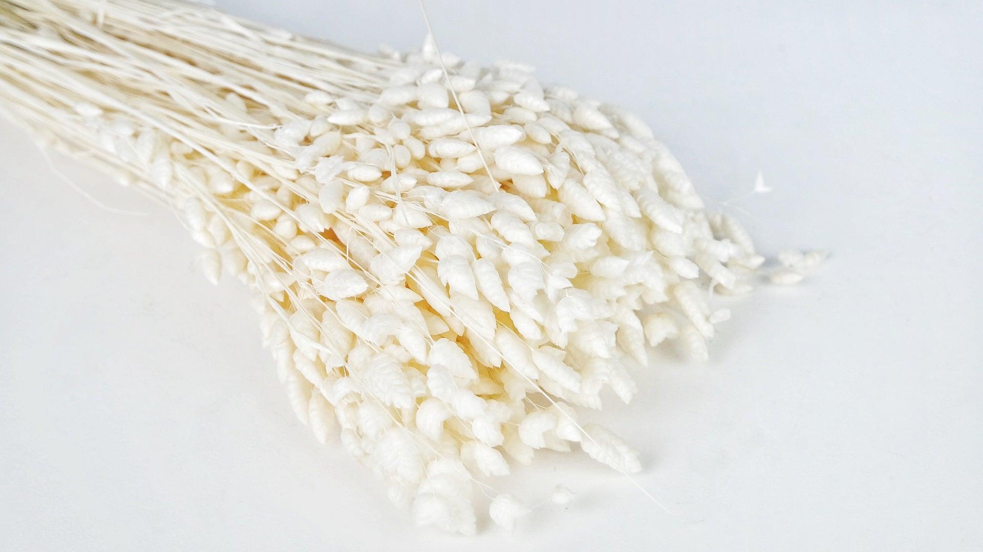 Briza maxima 1 Strauß Weiß Sinature