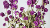 Gomphrena - 1 mazzo - colore naturale viola