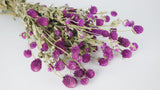 Gomphrena - 1 mazzo - colore naturale viola