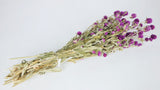 Gomphrena - 1 mazzo - colore naturale viola