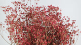 Gypsophila conservata - 1 mazzetto - Bacca