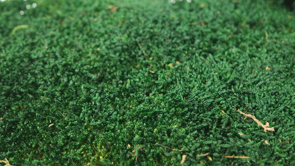 Rag Moss Conservato - 500 g - Verde scuro